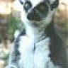 Lemur79